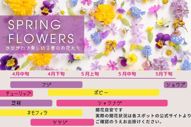 神奈川で楽しめるお花たち　（春～初夏）　